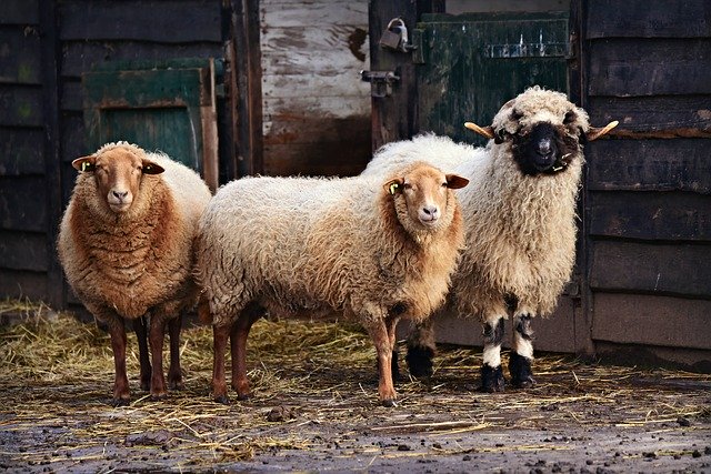 Photo of sheep in a stable